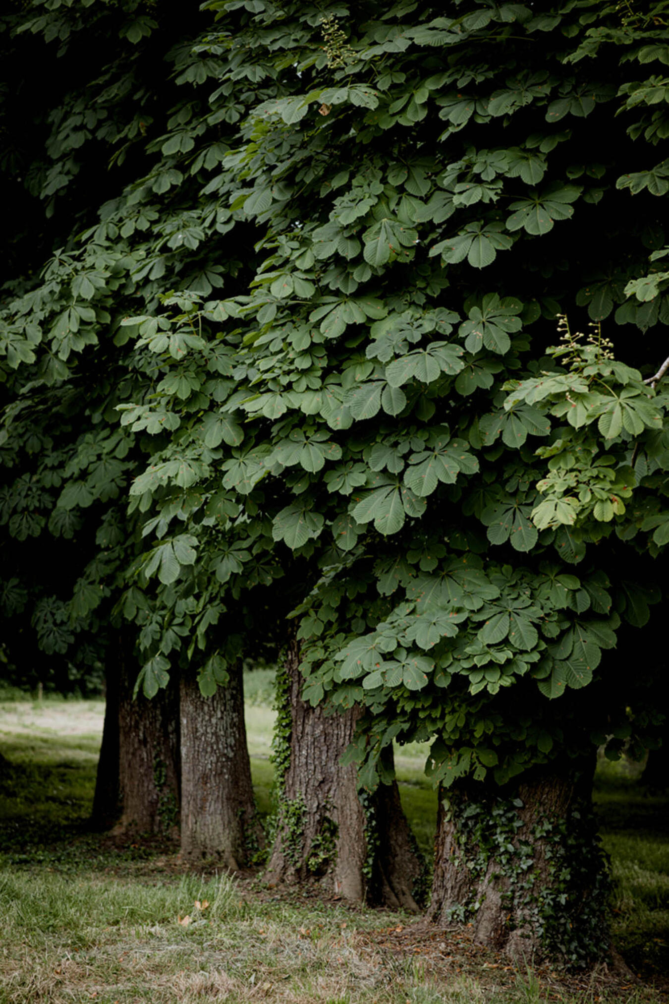 journaling, anxiété, stress, émotions, confiance en soi, développement personnel, estime de soi.
